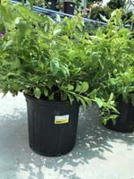 DURANTA GOLD MOUND - 3 GALLON