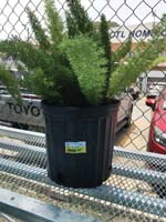 FERN FOXTAIL - 3 GALLON