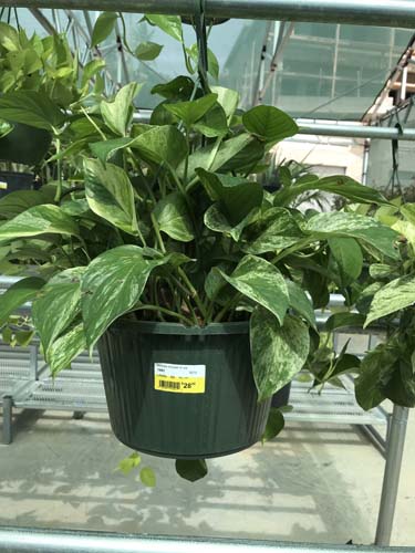 POTHOS GOLDEN 12" H/B