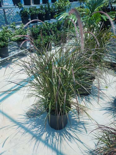 FOUNTAIN GRASS RED - 3 GALLON