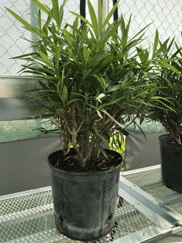 OLEANDER ASSORTED  - 3 GALLON