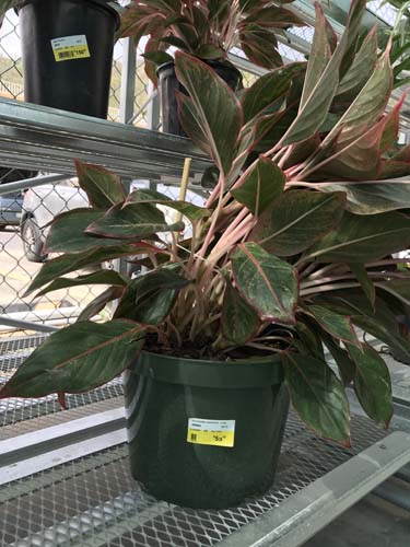 AGLAONEMA EMERALD - 3 GALLON