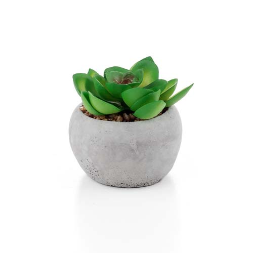 PLANT IN WHITE ROUND POT 6ASST