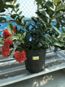 IXORA ASSORTED - 3 GALLON