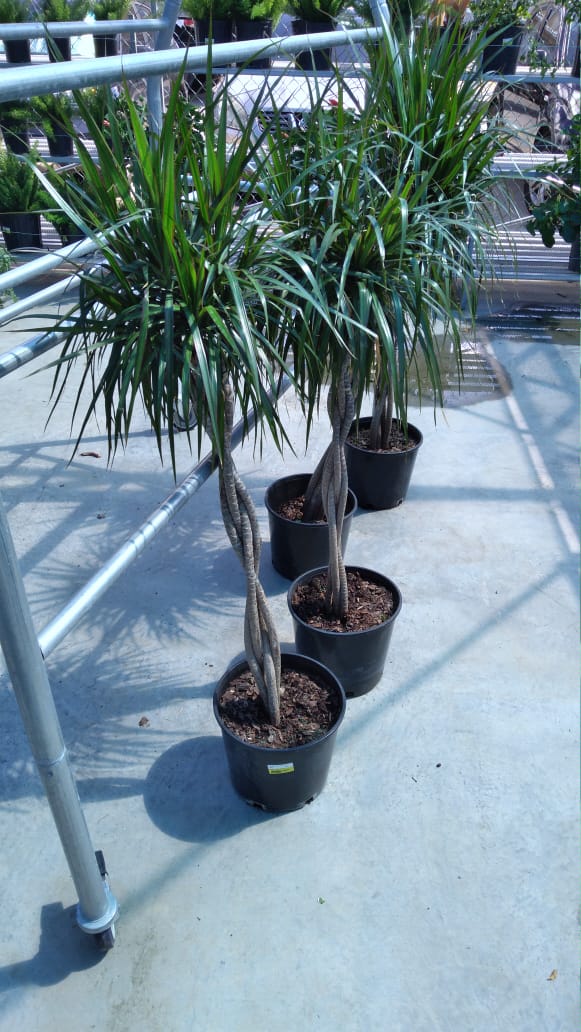 DRACAENA ASSORTED - 3 GALLON