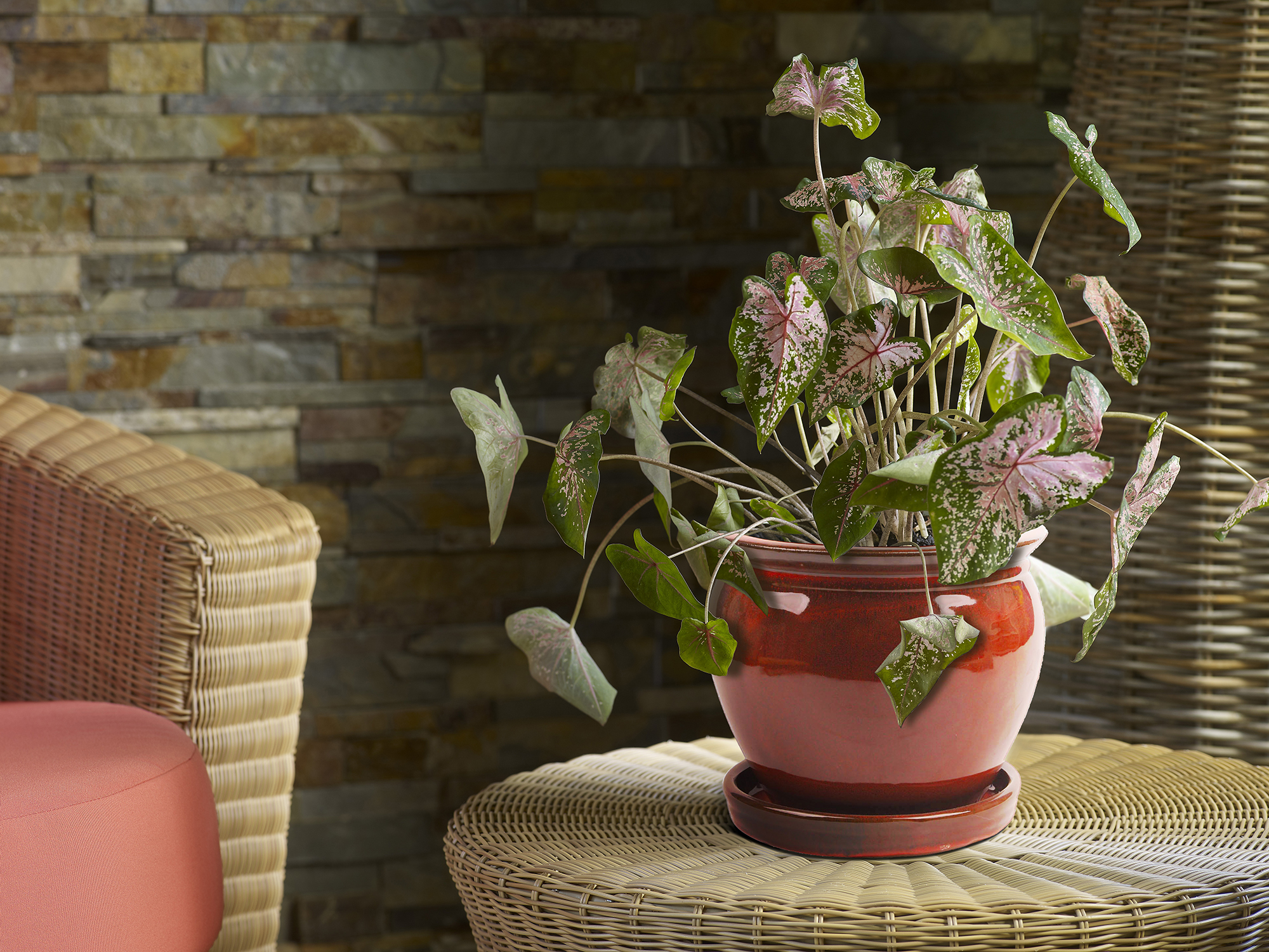 8"WISTERIA PLANTER OXBLOOD RED