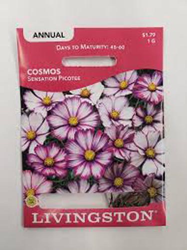 COSMOS SENSATION PICOTEE