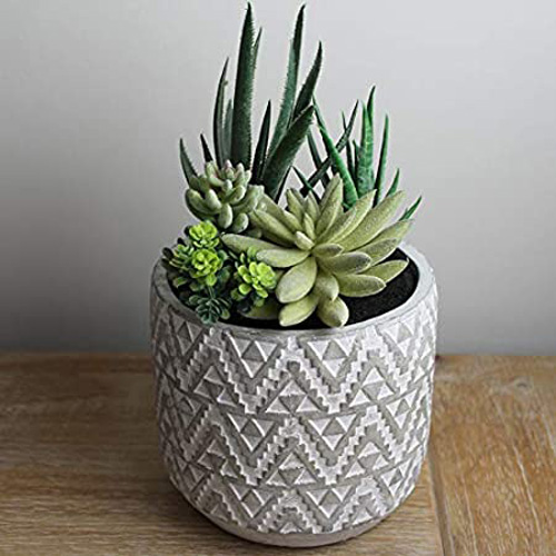 PLANT 25CM IN PP POT W/STONES