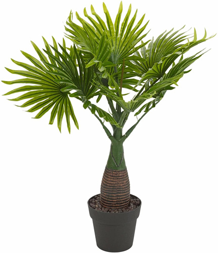 PALM TREE 2X IN BLACK POT