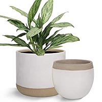 PLANT 30-35CM IN CEMENT POT 6COL