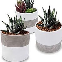 PLANT PE 60CM IN PP POT 3ASST