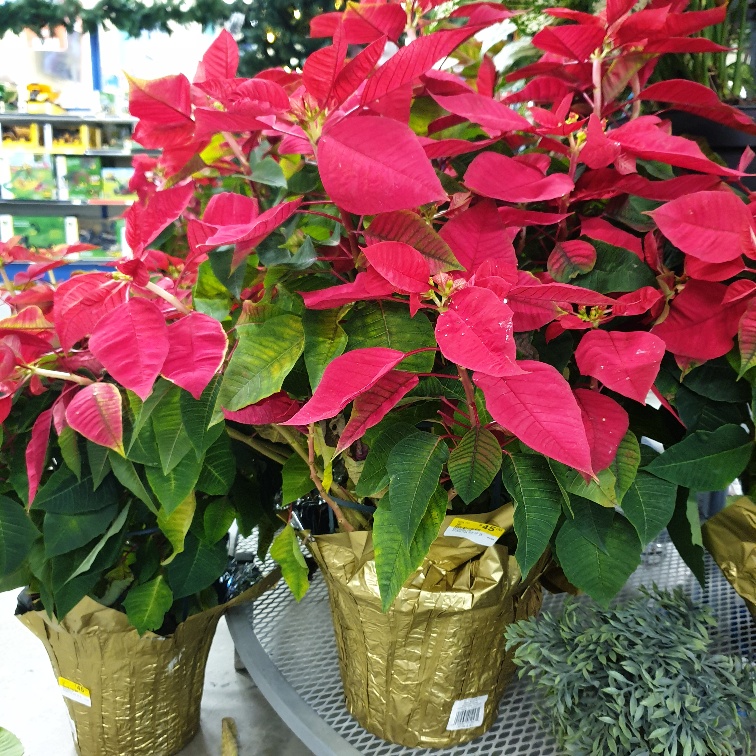 POINSETTIA H/B 10 INCH