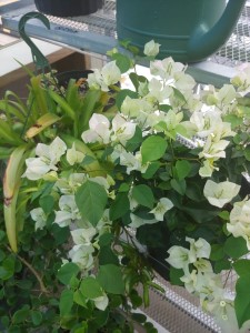 BOUGAINVILLEA TRELLIS- 3GAL