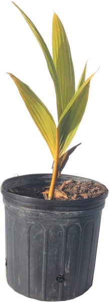 COCONUT TREE- 15 GALLON