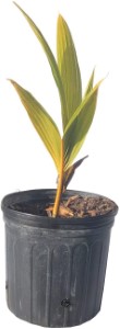 COCONUT TREE- 15 GALLON