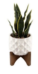 Snake plant in Ceramic Pot