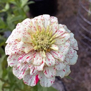 Zinnia Seeds Candy Stripe