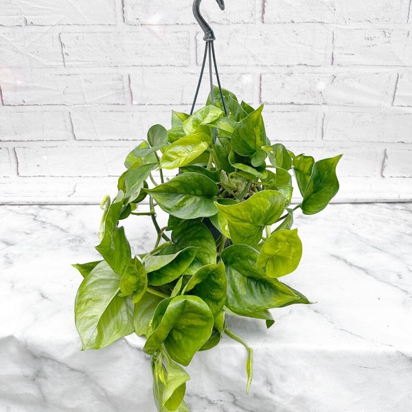 20" Green Potted Pothos Plant