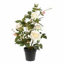 21"" White Rose Plant in Pot