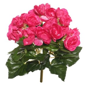 9.5" Hot Pink Begonia Bush