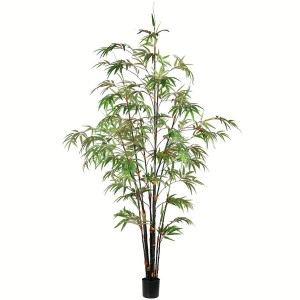 6' Pot Blk Japanese Bamboo Tree