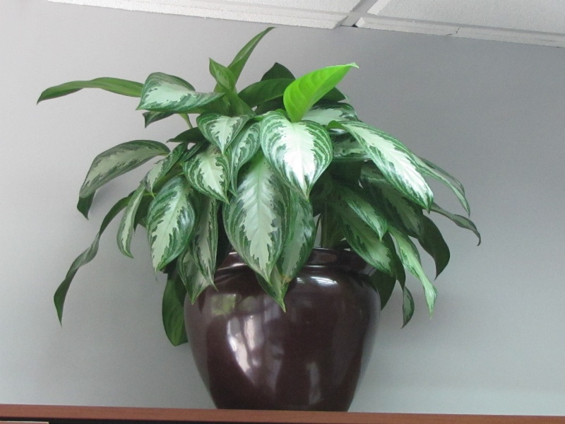 AGLAONEMA SILVER QUEEN 3GAL