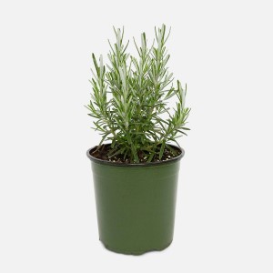 ROSEMARY - 1GAL