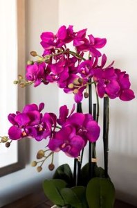 21" Purple Potted Orchid