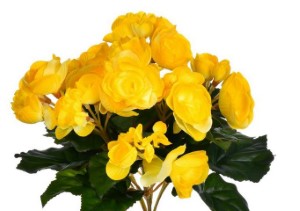 9.5" Yellow Begonia Bush